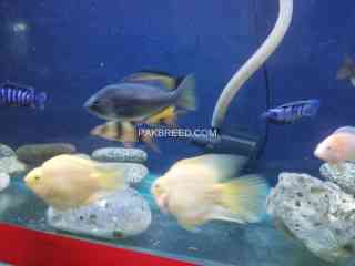 cichlids