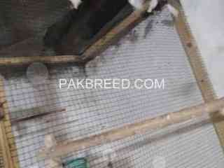 finch-ready-to-1st-breed-pair-600-rupees