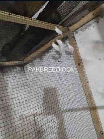 finch-ready-to-1st-breed-pair-600-rupees-big-1