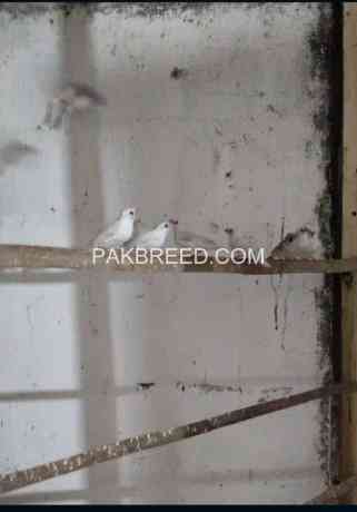 finch-ready-to-1st-breed-pair-600-rupees-big-4