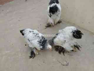 white-brahma-colombian-ring-bird