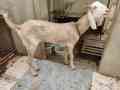 bakra-bakri-bacha-small-4