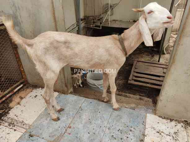 bakra-bakri-bacha-big-3