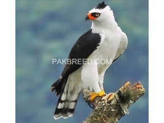 1 White,Black hawk. 2- red eye eagle