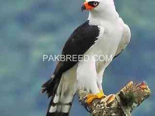 1-whiteblack-hawk-2-red-eye-eagle