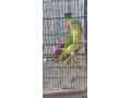 pahari-parrot-jumbo-size-small-0