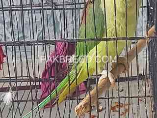 pahari-parrot-jumbo-size