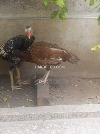 Aseel cock and aseel hen ., Lahore