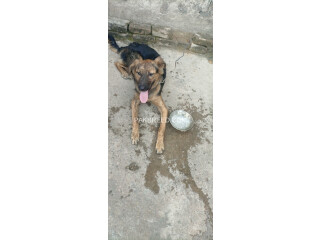 Age:8 months German shepherd Triple coat Female puppy Fully vaccinated Hyper active puppy Heavy bone structure Dewormed