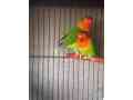 italian-colorful-parrot-small-1