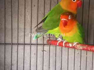 italian-colorful-parrot