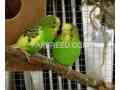 australian-parrots-small-1