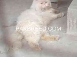 male-cat-available-stude-service