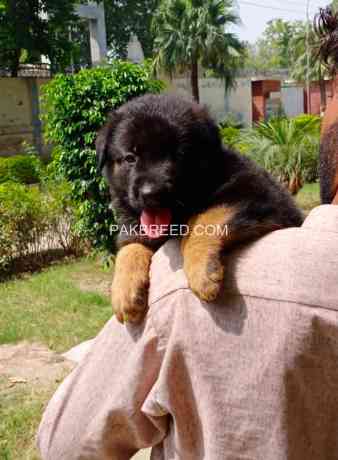 germen-shapherd-puppy-big-1