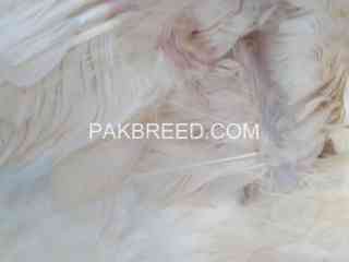 pure-hera-aseel-murgi-white-aseel-hen