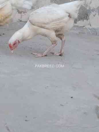 pure-hera-aseel-murgi-white-aseel-hen-big-3