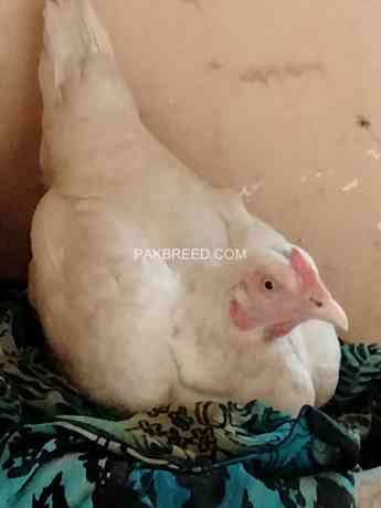 pure-hera-aseel-murgi-white-aseel-hen-big-1