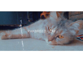 Persian cat urgent sale