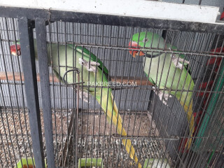 Raw Parrot Male and Female Sale