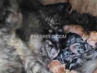 persian-cat-with-4-kittens