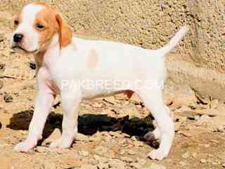 pure-english-pointer-pup-for-sale-age-1