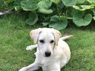 three-and-a-half-months-female-labrador-puppy-available-for-sale