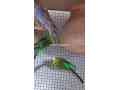 budgies-small-0