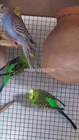 budgies-big-0