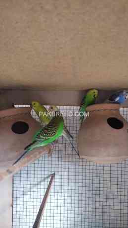 budgies-big-1