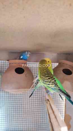 budgies-big-3