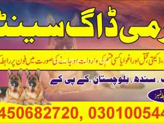 army-dog-center-lahore-03450682720