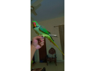 Raw kashmiri parrot fully Hand Tammed