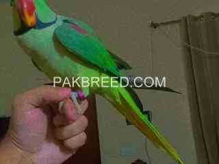 raw-kashmiri-parrot-fully-hand-tammed