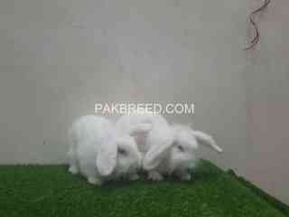 angora-and-loop-rabbit