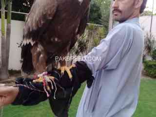 golden-eagle-age-1-year-trained