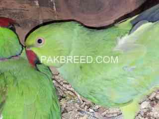 green-ring-neck-pair