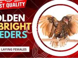 golden-sebright-egg-laying-pair-for-sale