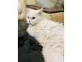 persian-cat-small-1