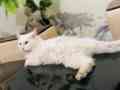 persian-cat-small-0