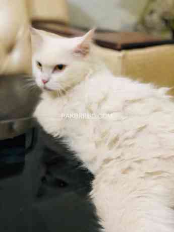 persian-cat-big-1