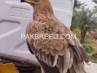 golden-eagle