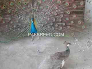 peacock-different-age-colours-are-available-sorkhab