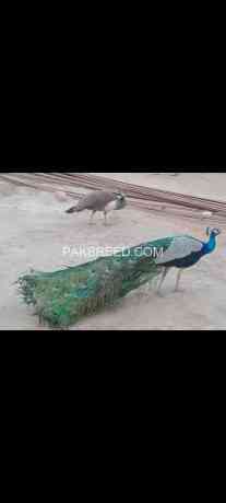 peacock-different-age-colours-are-available-big-0