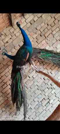 peacock-different-age-colours-are-available-big-2