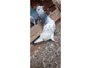 Silver motiyo wale aseel pigeon
