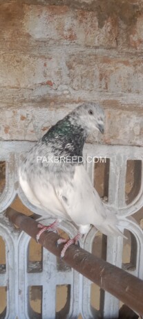 silver-motiyo-wale-aseel-pigeon-big-2