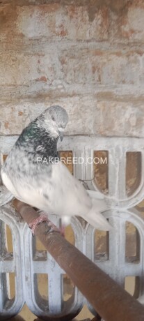 silver-motiyo-wale-aseel-pigeon-big-3