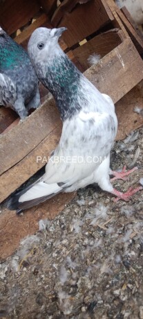 silver-motiyo-wale-aseel-pigeon-big-0