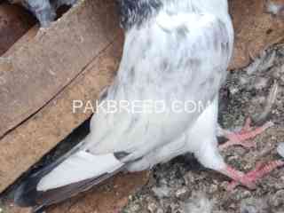 silver-motiyo-wale-aseel-pigeon