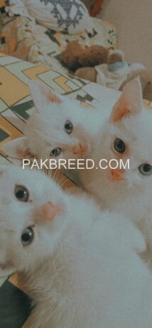 cats-for-sale-big-2